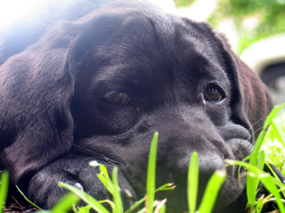 lying in the grass, ready to pounce