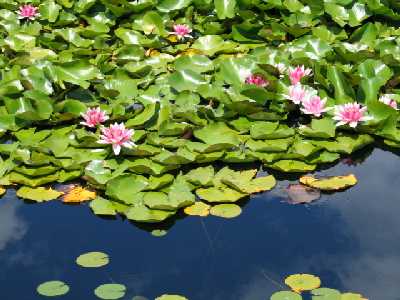 water lillies