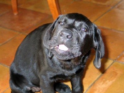 munching on a treat