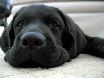 rosie's nose