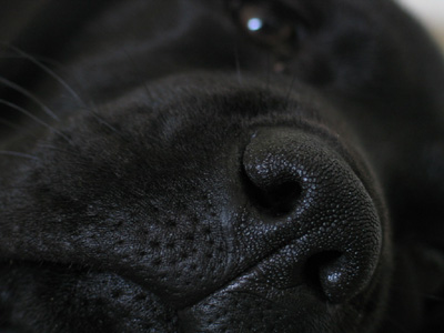 rosie's nose