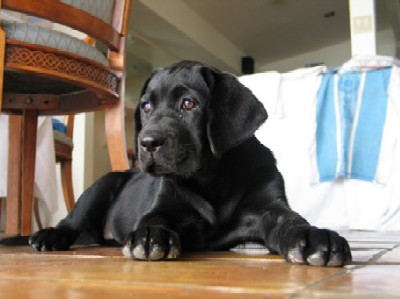 rosie pup