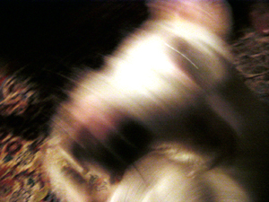 Levi tried to bite the camera the first time I took his picture.