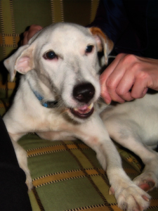 Levi found something better to chew on than my camera, and thus I was able to take his picture. Isn't he handsome?